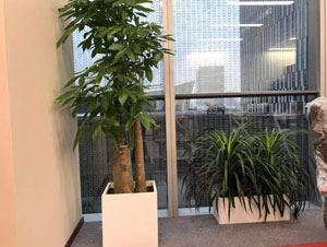 國貿某辦公室大型植物租賃案例