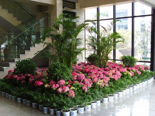 花卉綠植在選擇時(shí)需要把握哪些點(diǎn)？