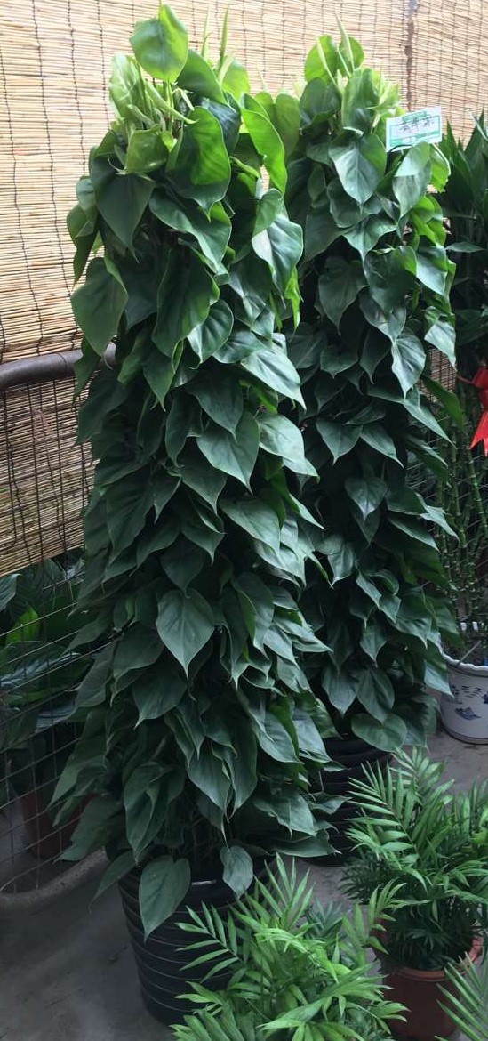 北京喜蔭花卉盆栽養(yǎng)護方法有哪些？