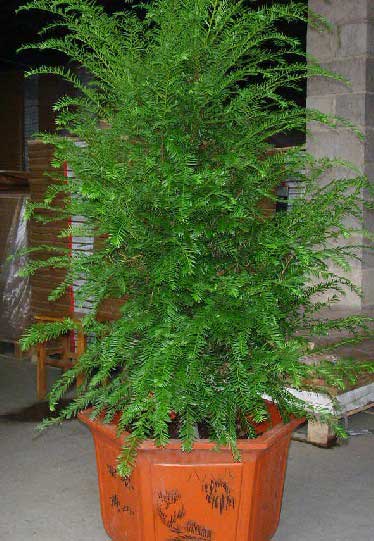 北京花卉租賃什么植物冬天比較好養(yǎng)護？