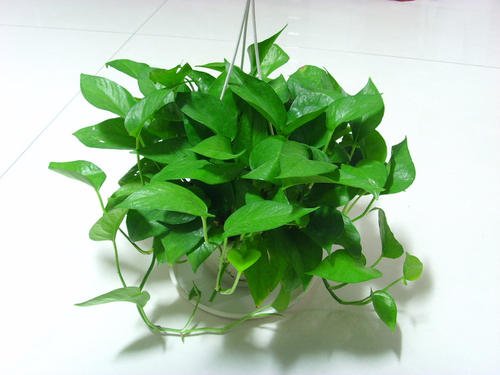 北京花卉租擺有哪些適合家庭養(yǎng)的綠植？