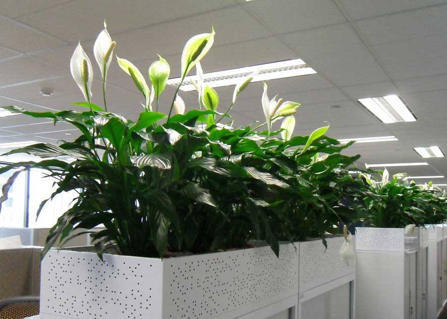 綠植是否缺乏營養(yǎng)應(yīng)該如何判斷？