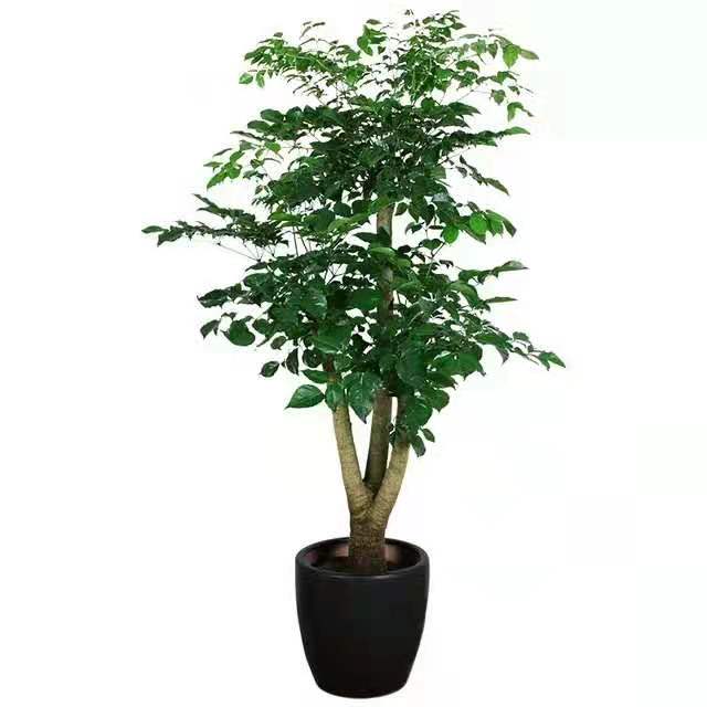 冬季適合水插以下花卉，只要做到以下幾點，生長迅速很好 北京花卉租擺公司