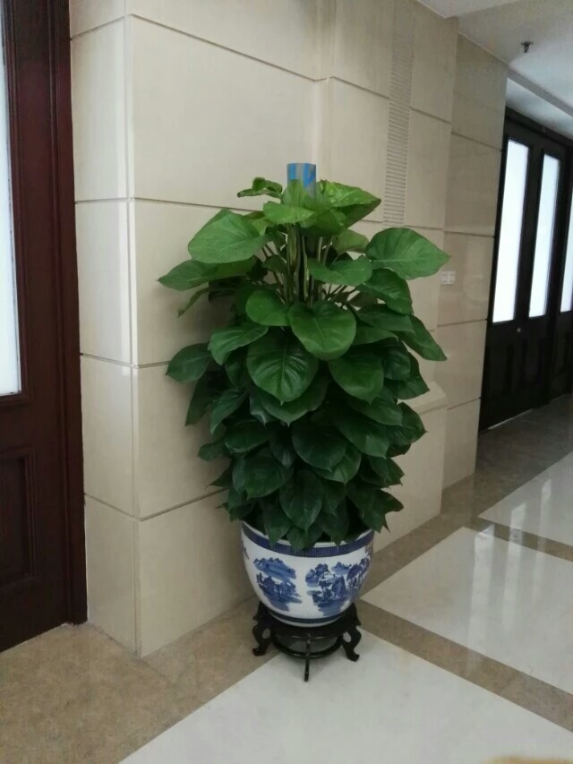 北京花卉銷售公司-室內(nèi)不適合養(yǎng)什么花草植物，室內(nèi)養(yǎng)花禁忌