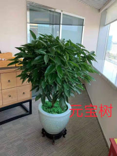 冬季養(yǎng)花，學(xué)會(huì)這6點(diǎn)，什么花都能養(yǎng)好!