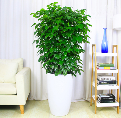 辦公室綠植租擺的好處，省心省力 