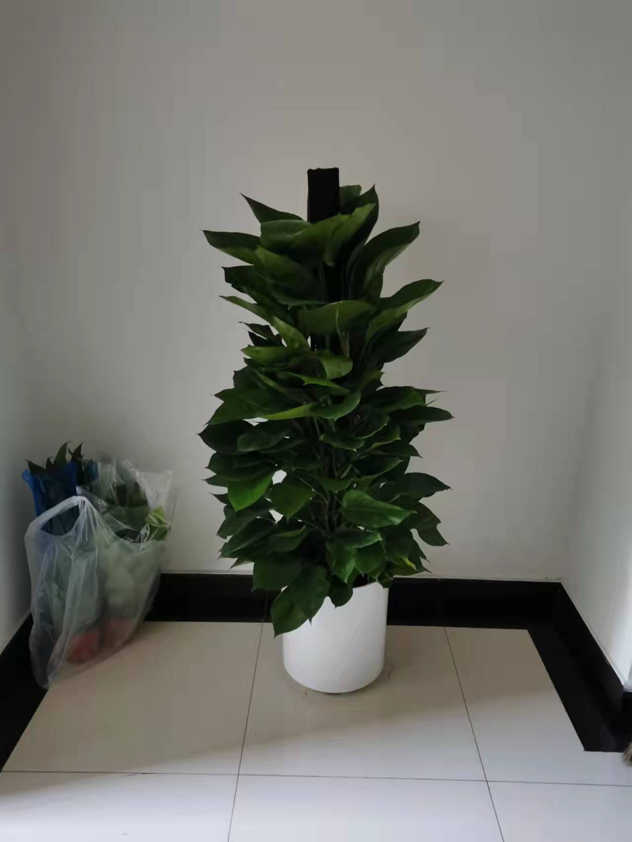客廳養(yǎng)些什么花卉比較好？