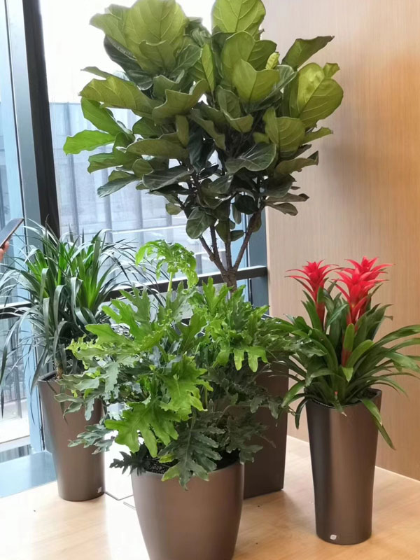 盆栽綠植租賃：幸福樹怎么養(yǎng)護？