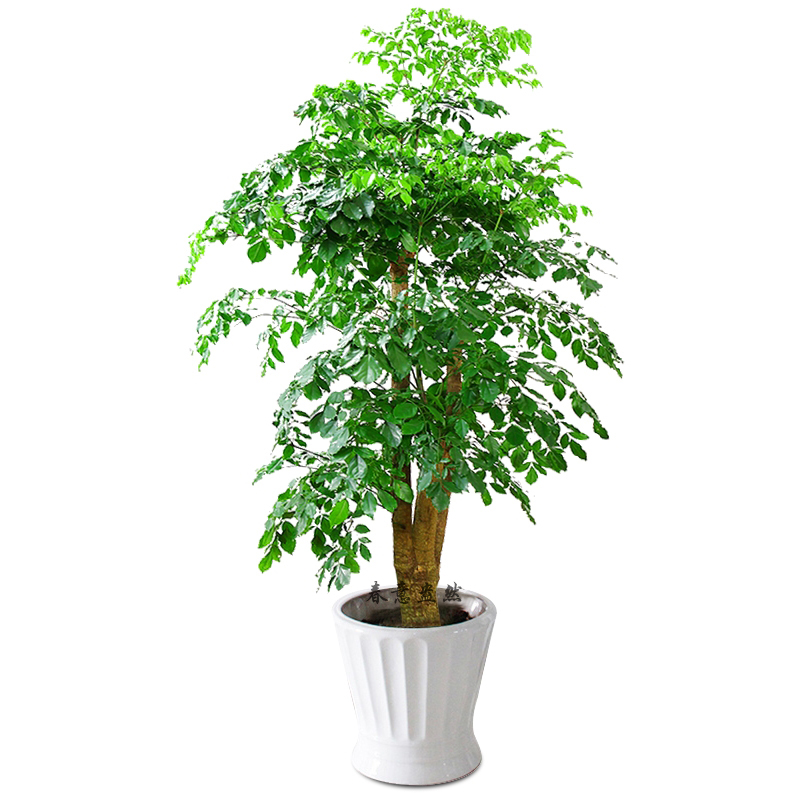 在放置陽(yáng)臺(tái)植物時(shí)，應(yīng)注意調(diào)節(jié)陽(yáng)臺(tái)的空氣濕度