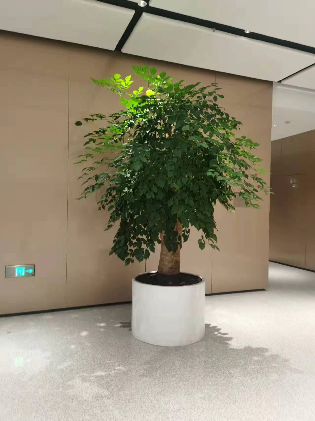 大堂植物租擺幸福樹(shù)