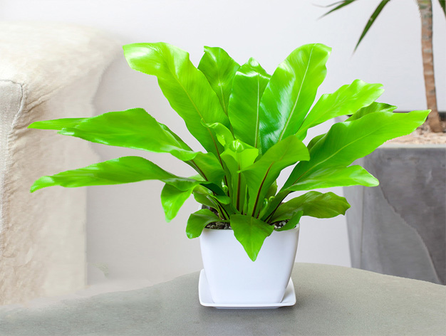 http://www.gjr917.com北京花卉租擺公司北京綠植租賃公司   