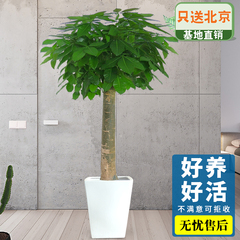 北京辦公室綠植租賃流程有哪些？