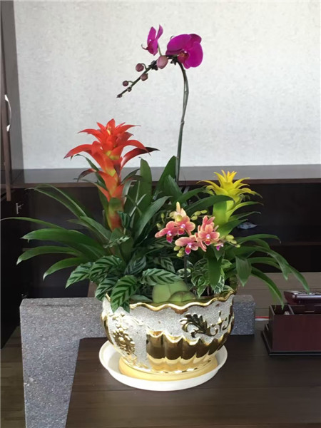 植物租擺公司，不僅僅是提供鮮花那么簡單