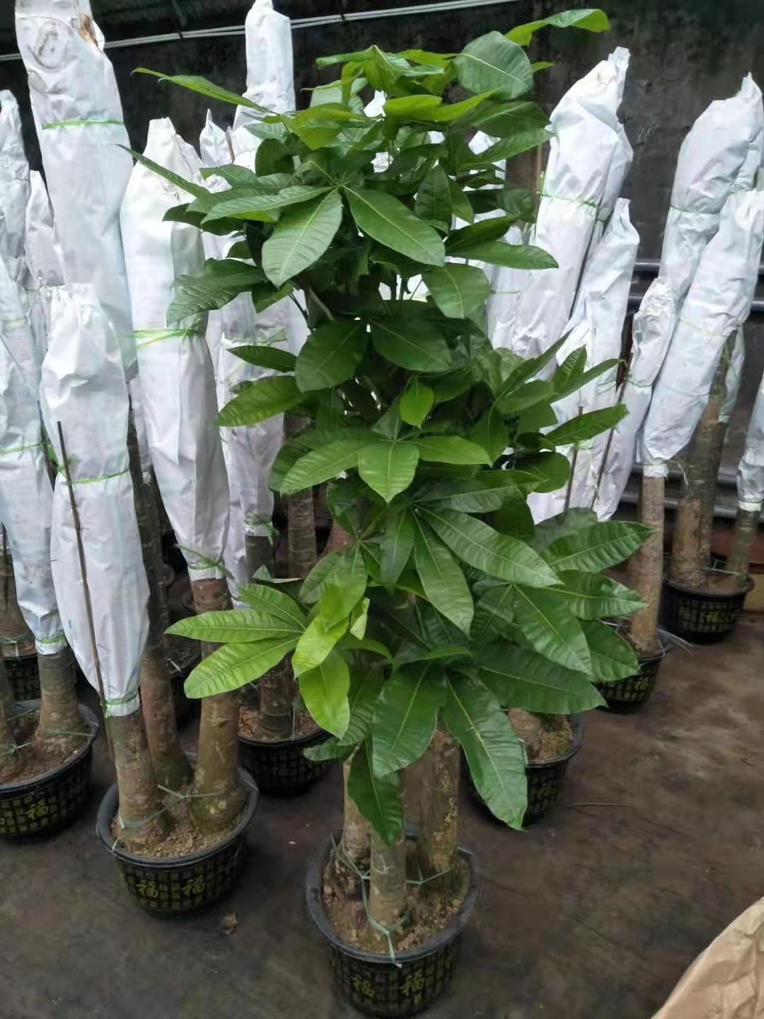 發(fā)財樹綠植花卉租擺租賃養(yǎng)護(hù)