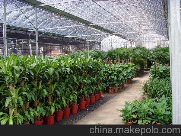 北京花卉租擺公司環(huán)境的重要性有哪些？