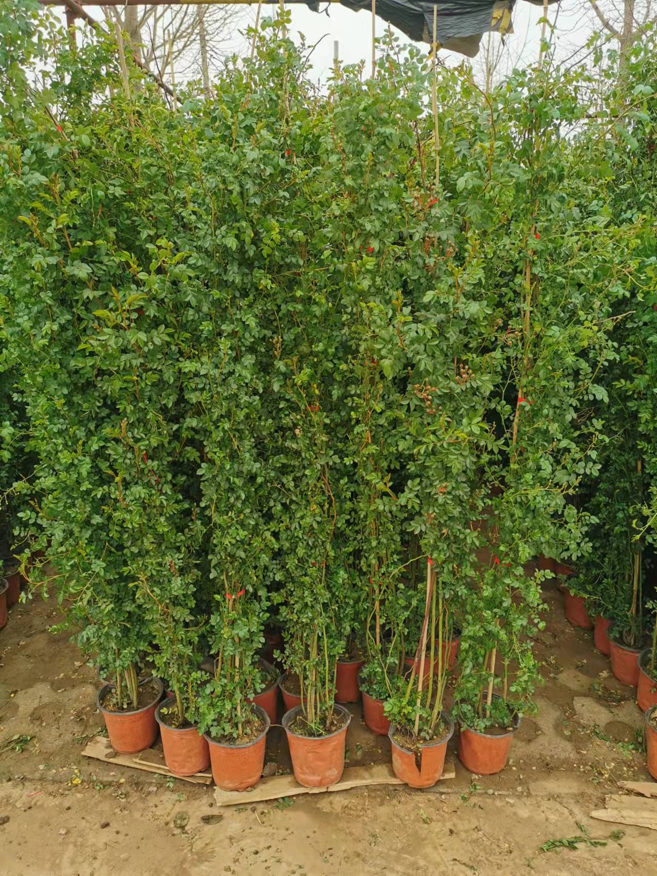 這5種花適合做鮮花“窗簾”，效果一目了然