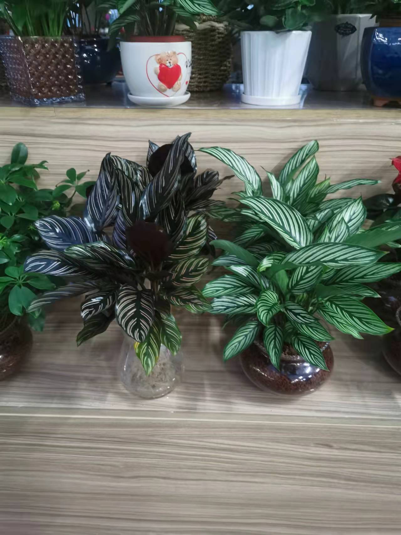 北京朝陽區(qū)綠植租擺公司：孔雀竹芋怎樣養(yǎng)護(hù)？