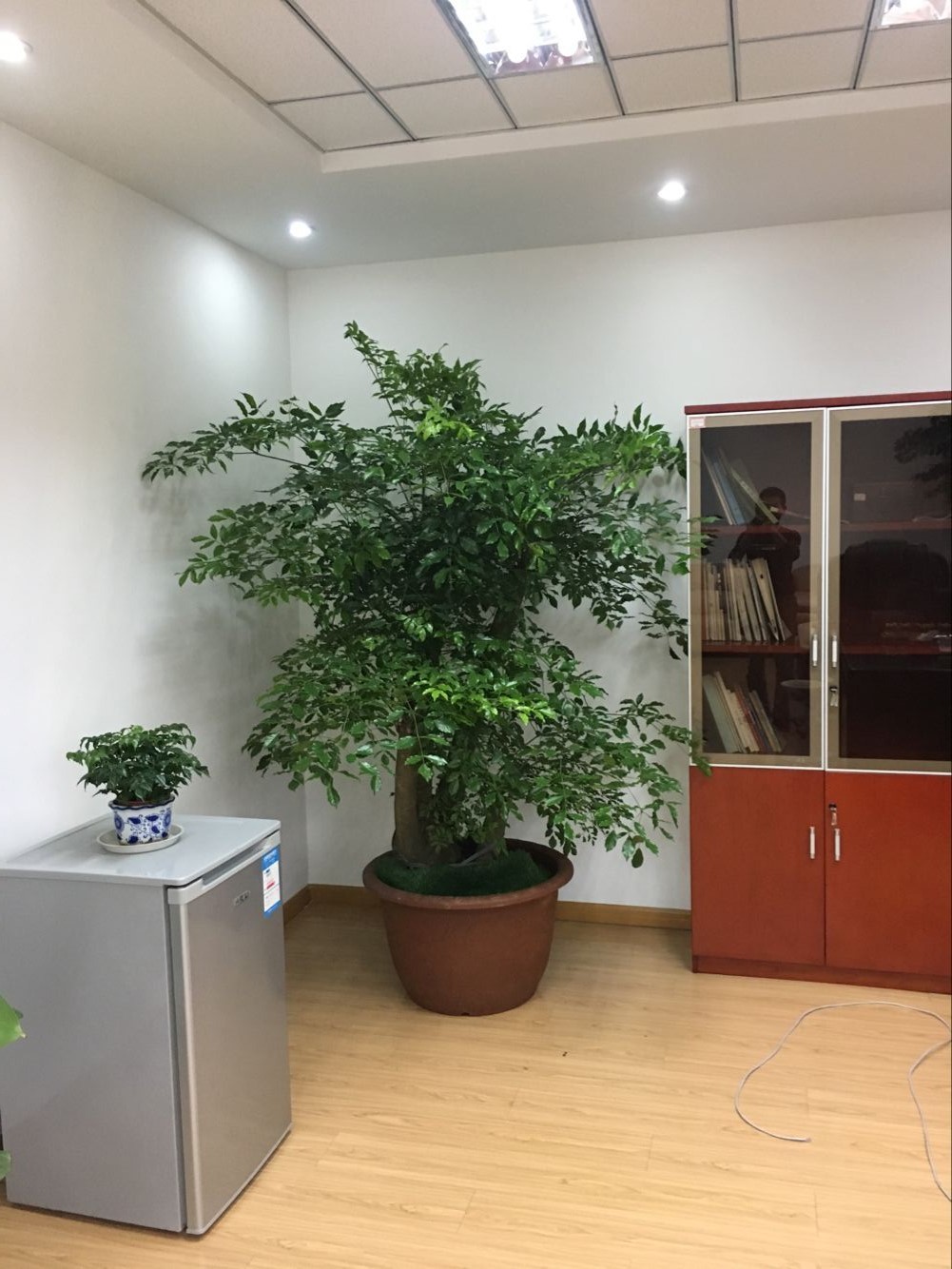 室內(nèi)綠植租賃多少錢？好處和擺放建議有哪些？