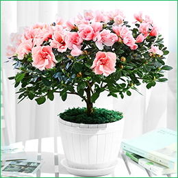 北京花卉公司繡球花夏天怎么養(yǎng)，需要注意什么呢？