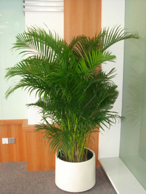 北京花卉租賃公司-鳳尾竹盆栽葉枯怎么辦？