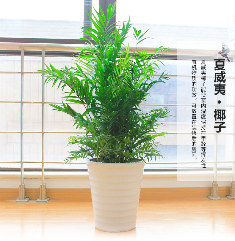 綠色植物鳳尾竹的報價鳳尾竹盆栽葉枯怎么辦？