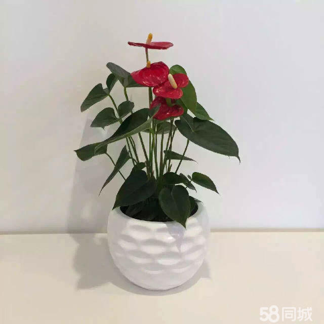 長壽花生蟲不要急，學(xué)會這4點(diǎn)，輕松解決
