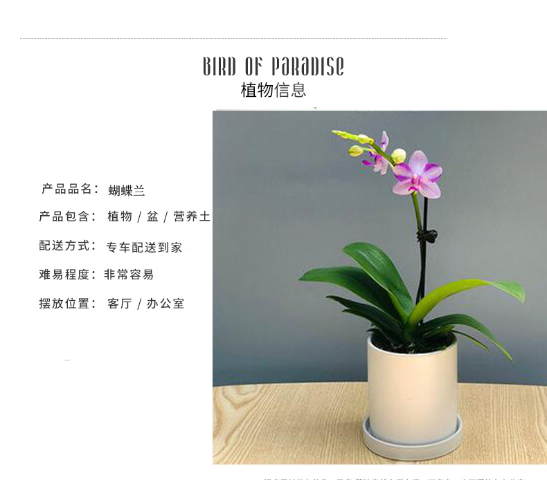 北京花卉養(yǎng)護(hù)公司幾種花卉便宜又好養(yǎng)，陽臺盆栽上幾盆，全年開花不停