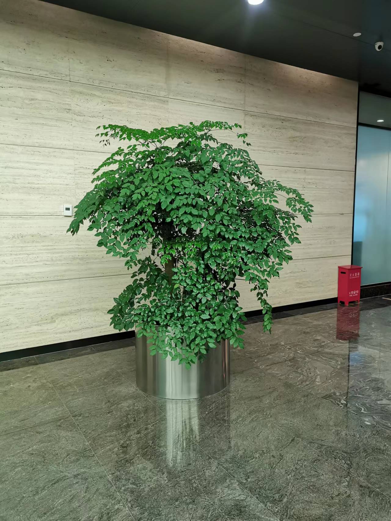海棠花冬天怎么養(yǎng)護(hù)？哪個(gè)時(shí)候要移到室內(nèi)養(yǎng)