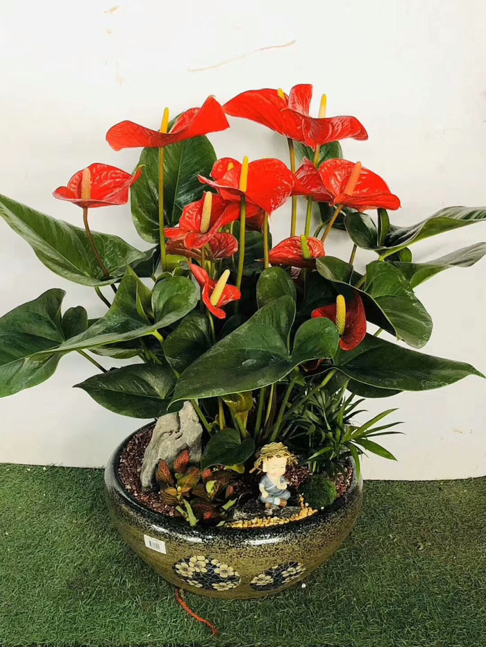 ?紅掌花干枯是怎么回事？