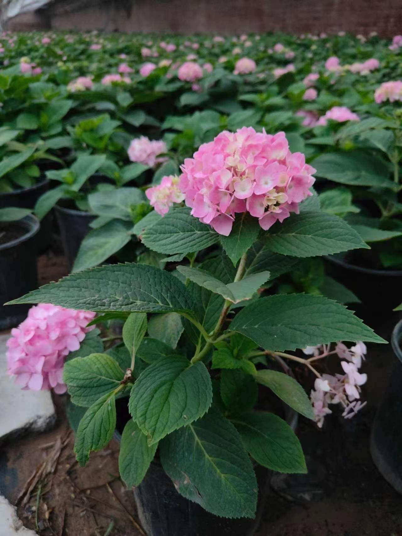 大麗花冬天如何養(yǎng)護(hù)的方法？