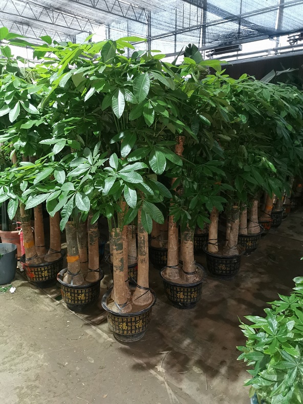 北京綠植租擺公司發(fā)財樹葉子有斑怎么辦？