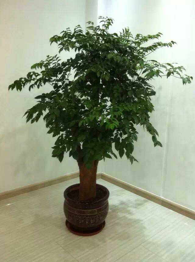 北京綠植租擺公司幸福樹怎么養(yǎng)護？
