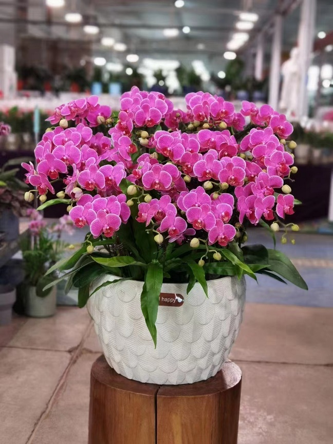 瓜葉菊是冬季常見的一種盆栽花卉，給大家介紹一下花卉養(yǎng)護(hù)知識