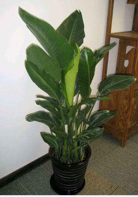 春天如何給綠植花卉澆水？