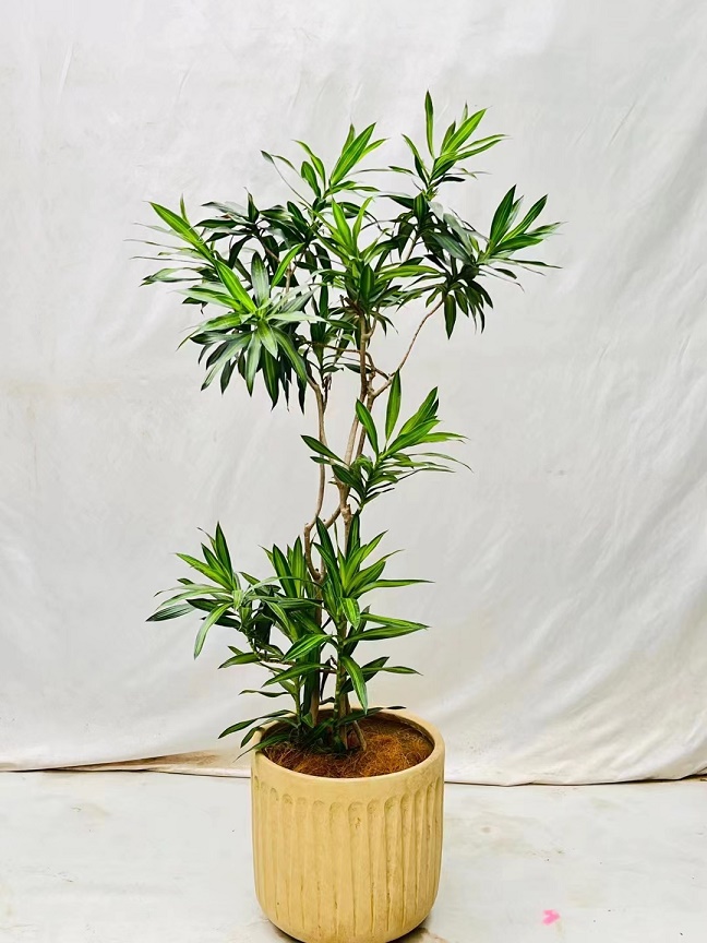 植物養(yǎng)護不會養(yǎng)怎么辦？植物專業(yè)知識不會怎么辦？