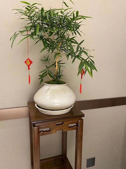 藝術盆景