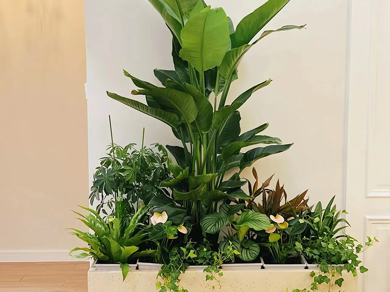 鳶尾花黃葉子是什么原因？怎么解決？