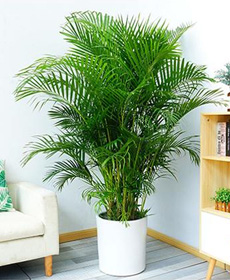 天堂鳥鶴望蘭綠植室內綠植北京花卉租擺公司
