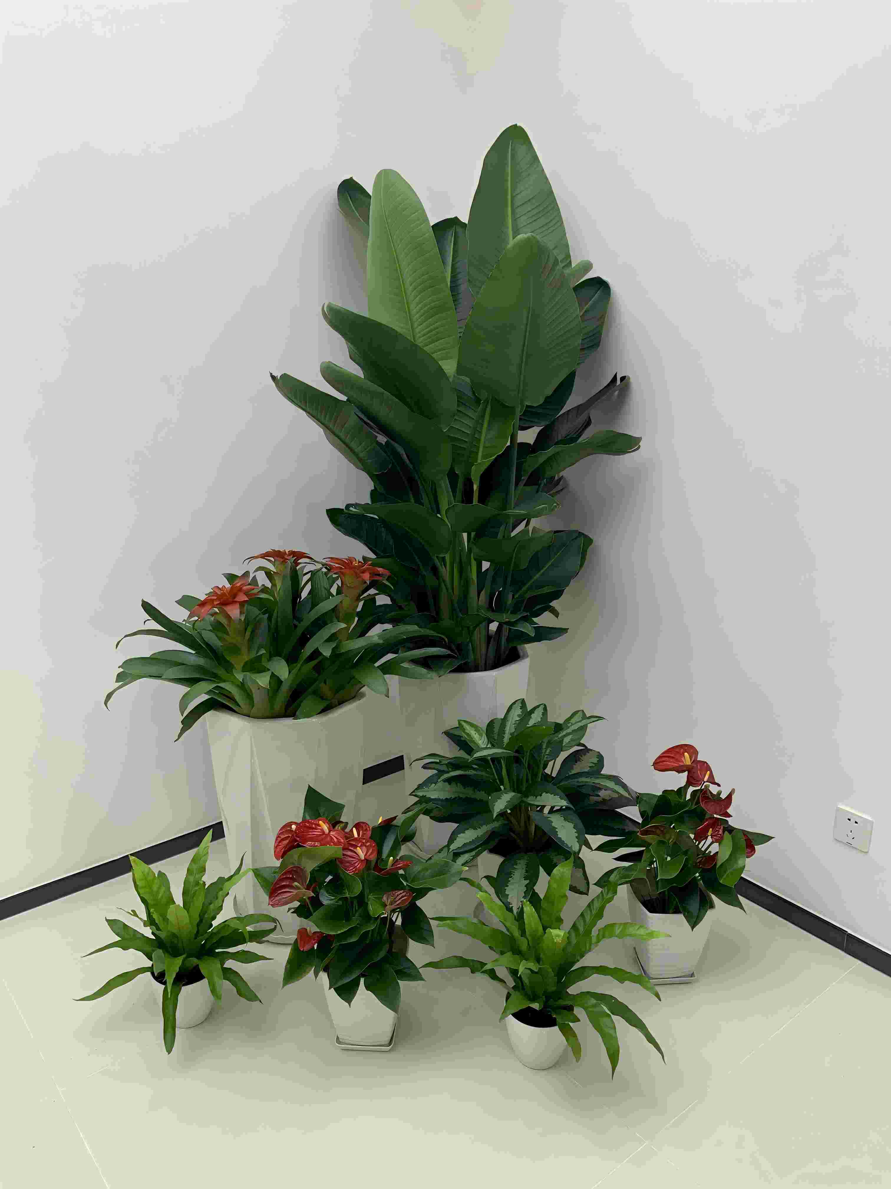 花木租擺養(yǎng)護質(zhì)量標準