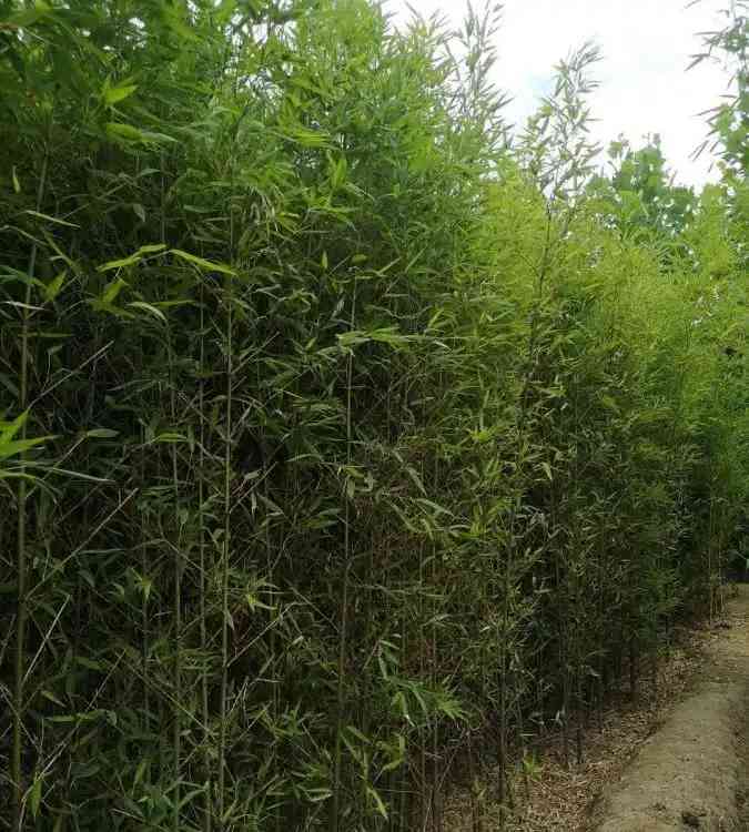 綠植租擺對辦公室環(huán)境的諸多益處